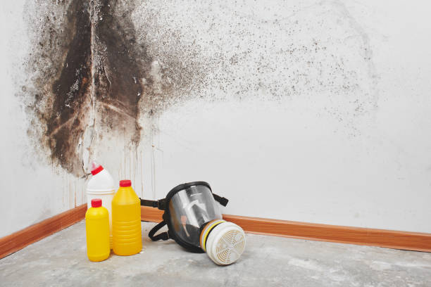 Best Post-Flood Mold Remediation in Deadwood, SD