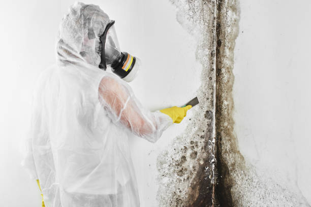 Best Bathroom Mold Remediation in Deadwood, SD
