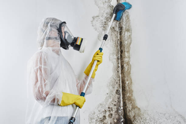 Best Mold Remediation for Specific Building Types in Deadwood, SD
