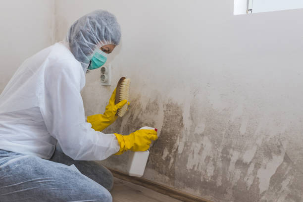 Best Industrial Mold Remediation in Deadwood, SD