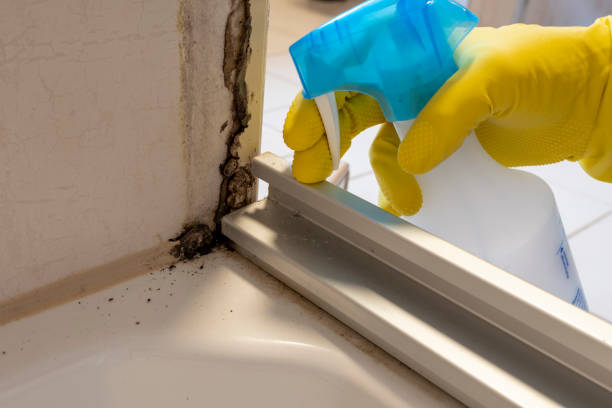 Best Kitchen Mold Remediation in Deadwood, SD
