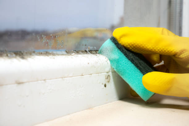 Best Basement Mold Remediation in Deadwood, SD
