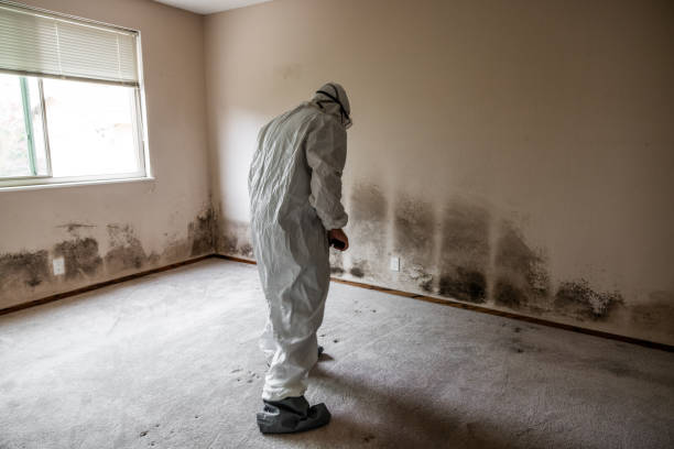 Best Insurance-Related Mold Remediation in Deadwood, SD