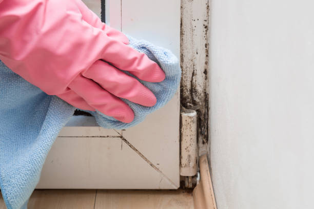 Best Health and Safety Mold Remediation in Deadwood, SD