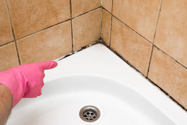 Best Mold Remediation for Schools in Deadwood, SD
